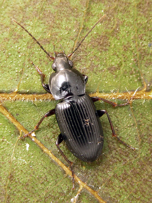 Carabidae: Pterostichus vernalis